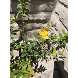 Kelchiges Johanniskraut – Hypericum calycinum