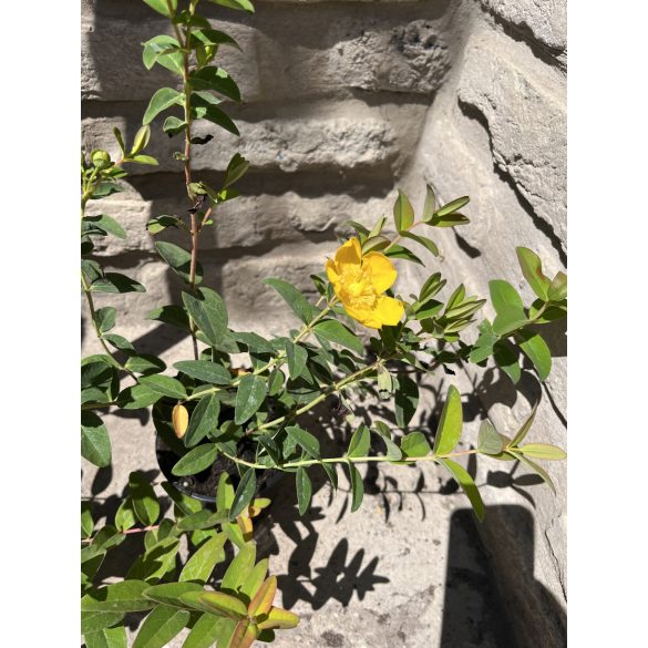 Kelchiges Johanniskraut – Hypericum calycinum
