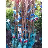 Sauerkirsche – Debrecener Ertragsstark – Prunus cerasus