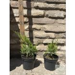Grüner Kriechwacholder – Juniperus × media 'Mint Julep'