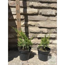   Grüner Kriechwacholder – Juniperus × media 'Mint Julep'