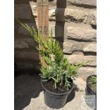 Grüner Kriechwacholder – Juniperus × media 'Mint Julep'