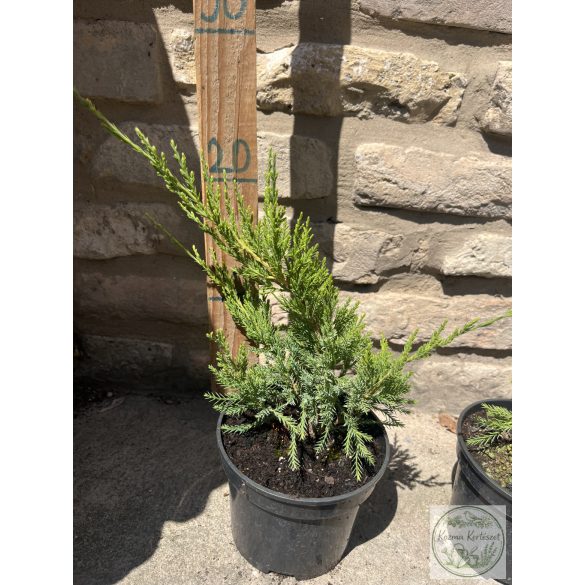 Grüner Kriechwacholder – Juniperus × media 'Mint Julep'