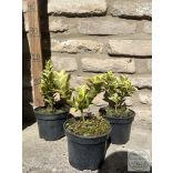 Euonymus japonicus 'Aureus' - japanischen Spindelsträucher