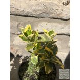 Euonymus japonicus 'Aureus' - japanischen Spindelsträucher