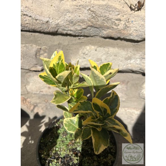 Euonymus japonicus 'Aureus' - japanischen Spindelsträucher