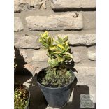 Euonymus japonicus 'Aureus' - japanischen Spindelsträucher
