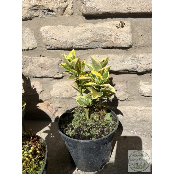 Euonymus japonicus 'Aureus' - japanischen Spindelsträucher