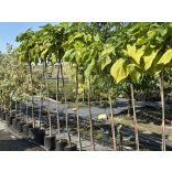 Catalpa bignonioides 'Nana' - Kugel-Catalpa
