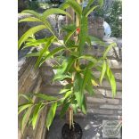 Pfirsich – Babygold 6 – Prunus persica – im Container