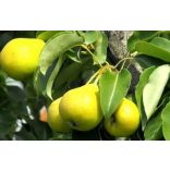 Sommerbirne – Gerster reifend – Pyrus