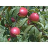 Nektarine 'Fantasia' – Prunus persica var. nucipersica – im Container