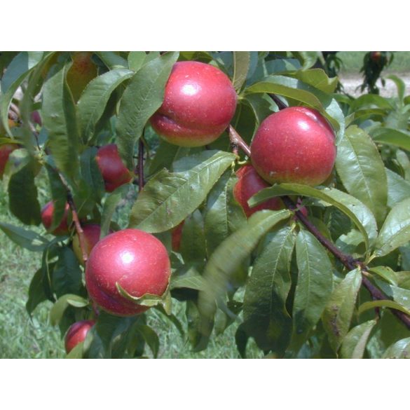 Nektarine 'Fantasia' – Prunus persica var. nucipersica – im Container