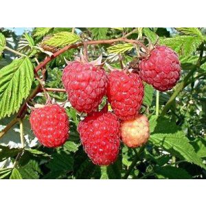 Himbeere - "Malling exploit" – Rubus idaeus