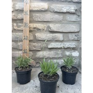 Lavandula angustifolia - Weiß Lavendel