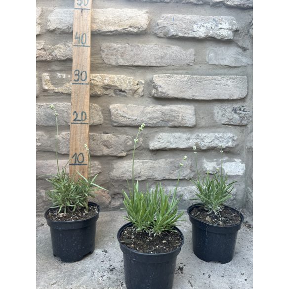 Lavandula angustifolia - Weiß Lavendel