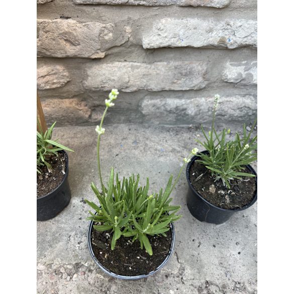 Lavandula angustifolia - Weiß Lavendel