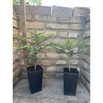 Andalusische Tannenbaum - Abies pinsapo