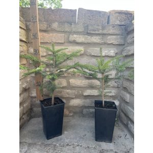 Andalusische Tannenbaum - Abies pinsapo