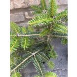Andalusische Tannenbaum - Abies pinsapo