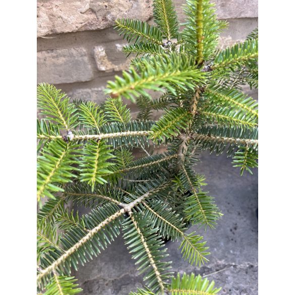 Andalusische Tannenbaum - Abies pinsapo