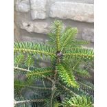 Andalusische Tannenbaum - Abies pinsapo
