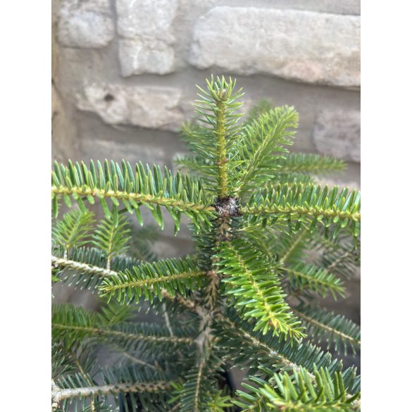 Andalusische Tannenbaum - Abies pinsapo