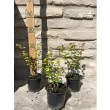 Symphoricarpos doorenbosii 'Magic Berry - Schneebeere