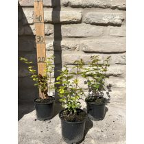 Symphoricarpos doorenbosii 'Magic Berry - Schneebeere