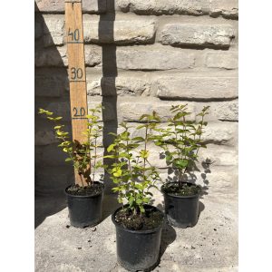 Symphoricarpos doorenbosii 'Magic Berry - Schneebeere