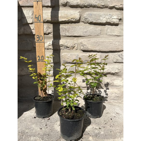 Symphoricarpos doorenbosii 'Magic Berry - Schneebeere