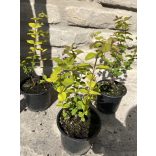 Symphoricarpos doorenbosii 'Magic Berry - Schneebeere