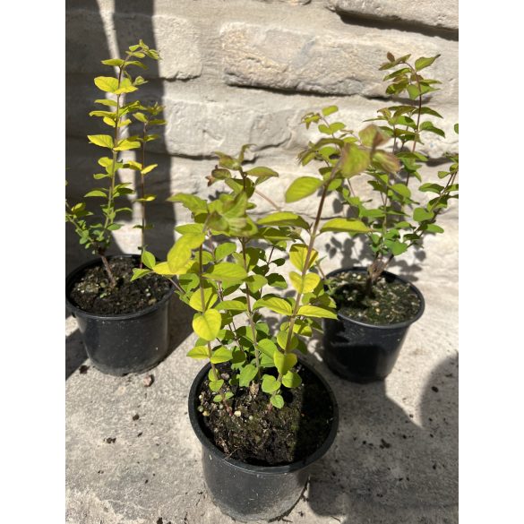 Symphoricarpos doorenbosii 'Magic Berry - Schneebeere