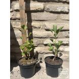 Ginkgo biloba 'Fastigiata' – Säulen-Ginkgo