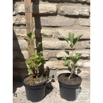 Ginkgo biloba 'Fastigiata' – Säulen-Ginkgo