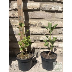 Ginkgo biloba 'Fastigiata' – Säulen-Ginkgo
