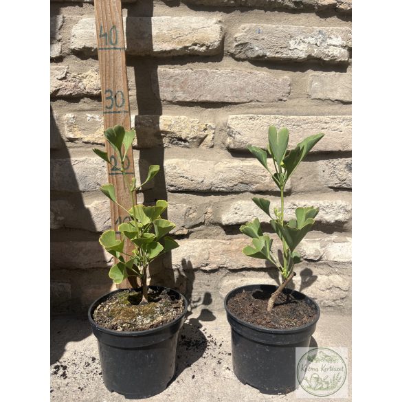 Ginkgo biloba 'Fastigiata' – Säulen-Ginkgo