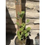 Ginkgo biloba 'Fastigiata' – Säulen-Ginkgo