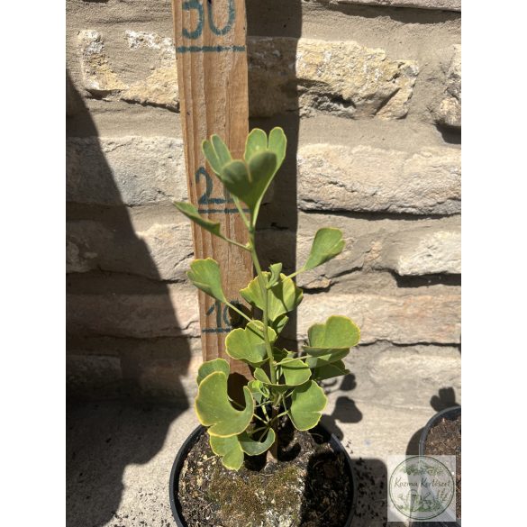 Ginkgo biloba 'Fastigiata' – Säulen-Ginkgo