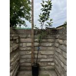 Winter Apfel – Granny Smith – Malus