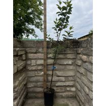 Winter Apfel – Granny Smith – Malus