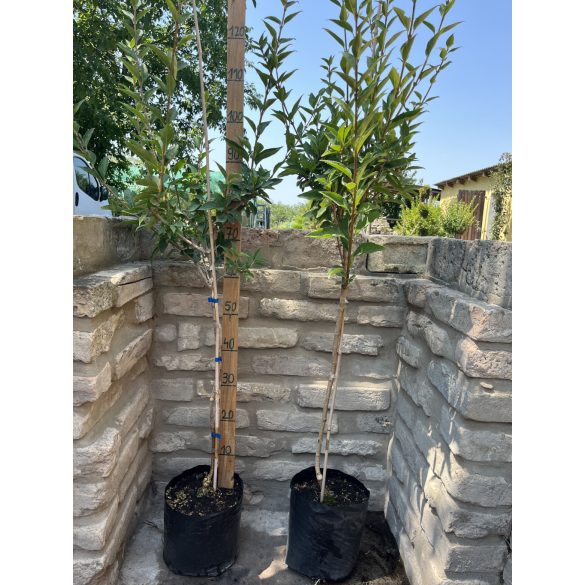 Stamm Forsythie – Forsythia intermedia – Goldglöckchen