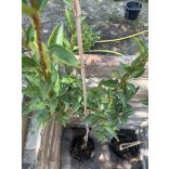 Stamm Forsythie – Forsythia intermedia – Goldglöckchen