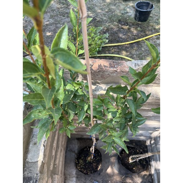 Stamm Forsythie – Forsythia intermedia – Goldglöckchen