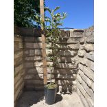 Sommer Apfel – Éva – Malus