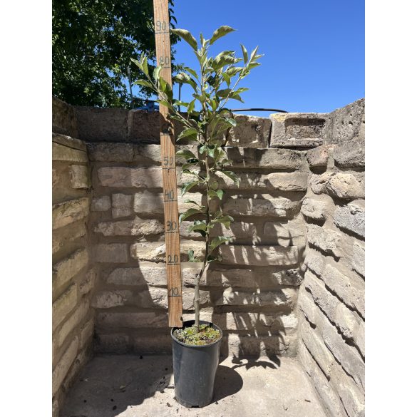 Sommer Apfel – Éva – Malus