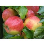 Winter Apfel – Jonagold – Malus