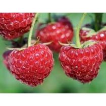 Himbeere - "Willamette" – Rubus idaeus