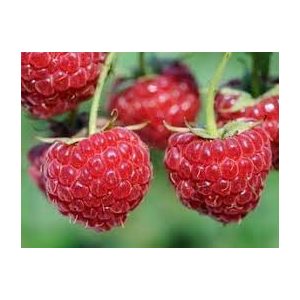 Himbeere - "Willamette" – Rubus idaeus