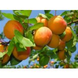 Marille – Aprikose – Cegleder riesig – Prunus armeniaca – im Container